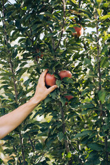 a man's hand picks an apple from a branch, harvesting from his garden