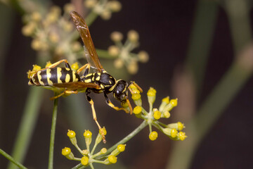 Polistes dominula paper wasp walking on a green plant on a sunny day