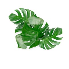 Monstera deliciosa or Swiss cheese plant on a white background.png