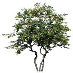 Foto op Plexiglas Lemon Tree – Front View © Anand Kumar