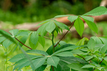 The shoots of the cassava plant have fresh green leaves and have the shape of a finger with red stems