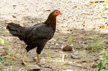 A black female free-range chicken with orange and black neck