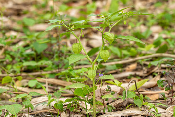 Ground Cherry plant in fruiting and flowering