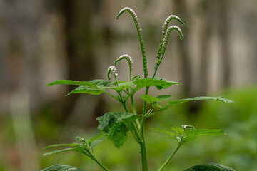 Green grass of the Turnsole type that is in bloom is white and green in a curved shape