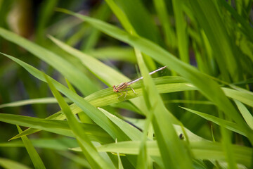 dragonfly on the grass