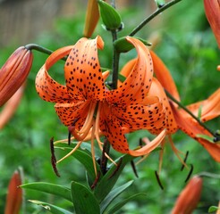 orange lily in the garden