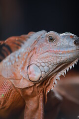 portrait of iguana