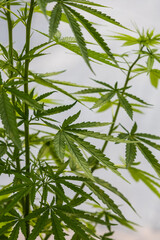 green plant marijuana in garden