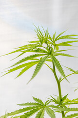 green plant marijuana in garden