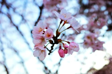 桜をアップに青空へ