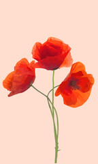 red poppy flower