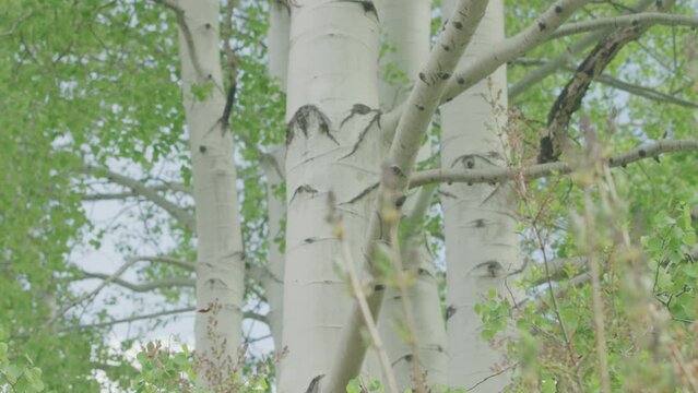 Close up rack focus from flowers to aspen tree trunks in spring time in Colorado mountains