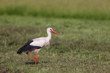 White stork (Ciconia ciconia) searching for food in spring on a meadow in the nature protection area Moenchbruch near Frankfurt, Germany.