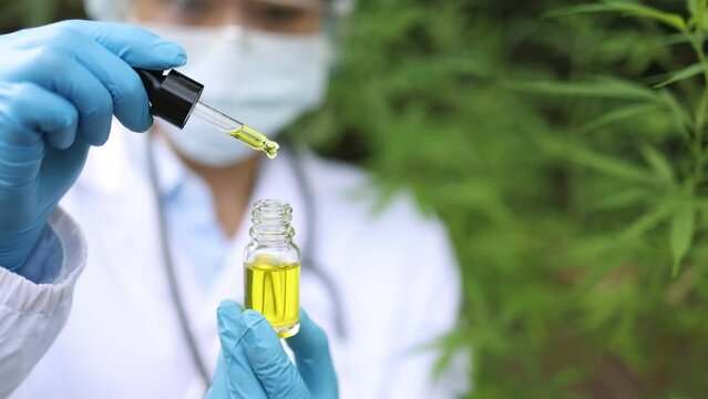 Slow motion video of Scientist test CBD hemp oil product in hemp farm ,cannabis oil against Cannabis plant, CBD Hemp oil, medical marijuana oil concept.