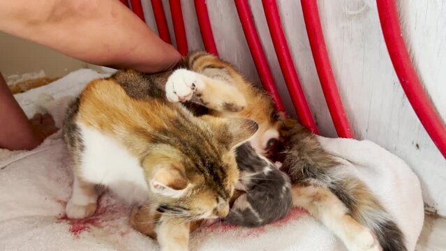 Cat gives birth to baby kittens, slow motion