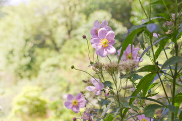 ピンクの秋明菊（シュウメイギク）の花