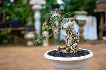 Schilderijen op glas bonsai plant in a white pot © erossutrisno