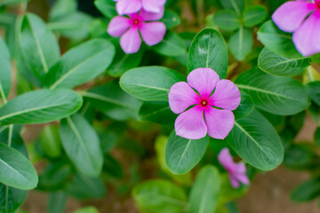 pink flowers in the garden