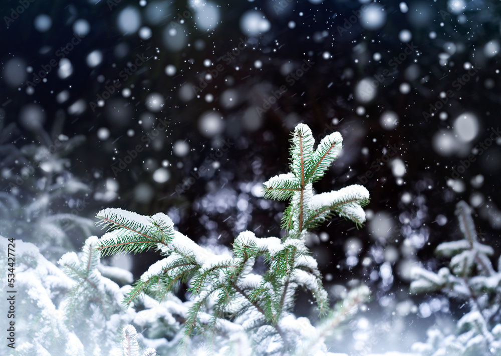 Wall mural fir branches on a dark background in snowfall