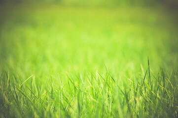 green grass background