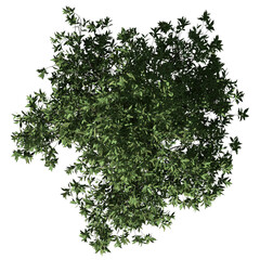 Orange Tree – Top View