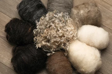 Fototapeten 9 varieties of natural warm sheep wool and sheep locks laying on a wooden floor, showcasing this beautiful insulation material fibres © macrossphoto