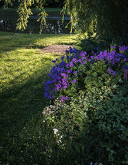 Violet geranium flowers lit up by the evening sun in a bed under a large willow tree by the pond.
