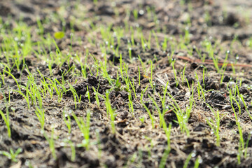 Young plant, Green sprouts on ground. Young sprouts are on the field at sunset. Green grass closeup.