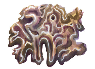 Sponge-like coral and brains. Underwater plants and organisms. Watercolor drawing on a white background.

