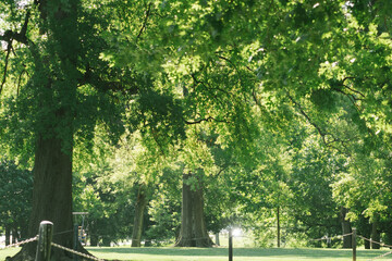 Photograph of cascaded trees with green leaves inside a park with lush green lawn