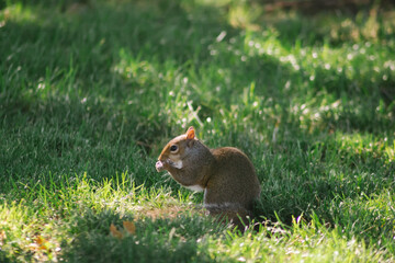 A brown squirrel eating in the park with folded hands near its mouth