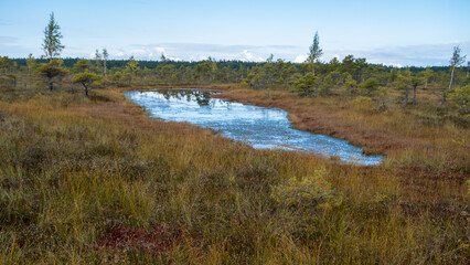 Kemeru, National Nature Park. A wooden path through marsh wetlands with small pines, bog plants and ponds. Hiking route for outdoor activities and a healthy lifestyle.