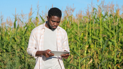 African American man walks past huge corn field examining plantation. Black agriculturist looks in...