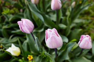Beautiful tulip flowers blooming in a garden. Beauty tulip plant in the spring garden in rays of sunlight in nature. Blur background with bokeh image, selective focus