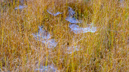 bog landscape, bog vegetation painted in autumn, small swamp lakes, islands overgrown with small bog pines, grass, moss cover the ground, Kemeri National Park, Latvia
