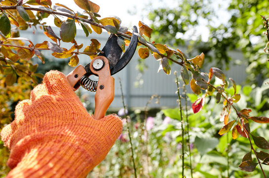 Man gardening in backyard. Mans hands with secateurs cutting off wilted flowers on bush. Seasonal gardening, pruning plants with pruning shears in the garden