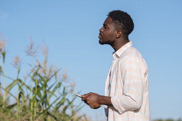 African American man enters important information about corn harvest in phone examining plants....
