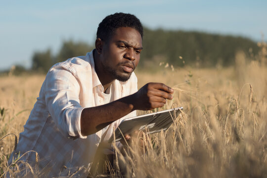 African American agronomist examines ripe ears of wheat typing research in report on countryside field. Black farmer looks at tablet searching for data