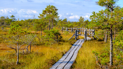 Fototapeta premium Kemeru, National Nature Park. A wooden path through marsh wetlands with small pines, bog plants and ponds. Hiking route for outdoor activities and a healthy lifestyle.