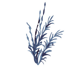 Watercolor indigo algae on a transparent background