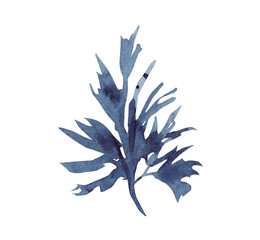 Watercolor indigo algae on a transparent background