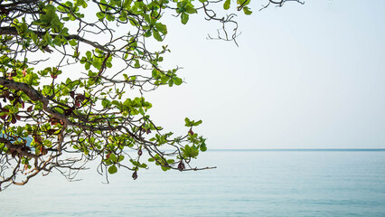 tree in sea and sky background