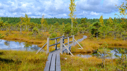 Kemeru, National Nature Park. A wooden path through marsh wetlands with small pines, bog plants and ponds. Hiking route for outdoor activities and a healthy lifestyle.