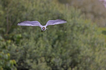 black headed gull flying