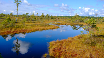 Fototapeta na wymiar bog landscape, bog vegetation painted in autumn, small swamp lakes, islands overgrown with small bog pines, grass, moss cover the ground, Kemeri National Park, Latvia.