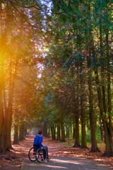 Obraz premium a man sits in a wheelchair and looks into the distance at a shady alley flooded with autumn sun rays with fallen leaves on a warm autumn day