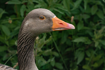 head shot of greylay goose