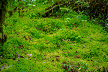 sphagnum moss field in the forest - obrazy, fototapety, plakaty