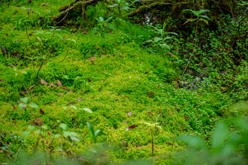 Naklejka na ściany i meble sphagnum moss field in the forest