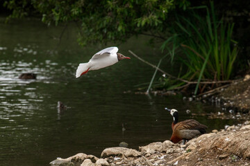 black headed gull coming into land